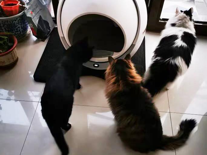 Self Cleaning Litter Box For Multiple Cats and Large Cats 100 Images