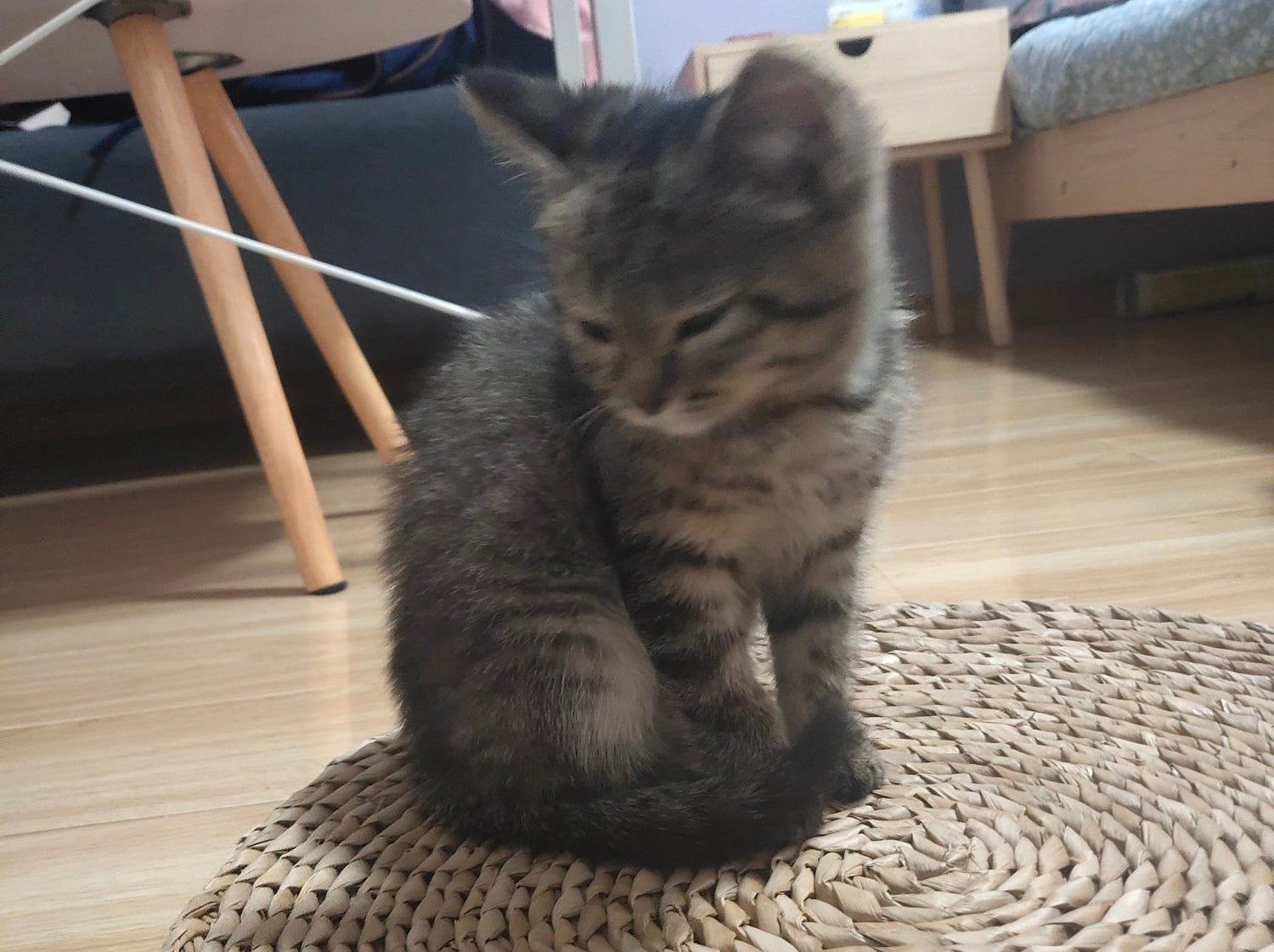 3 Things You Should Never Do As a Cat Owner