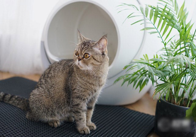 Real Review After Using Petree Smart Litter Box For 3 Months