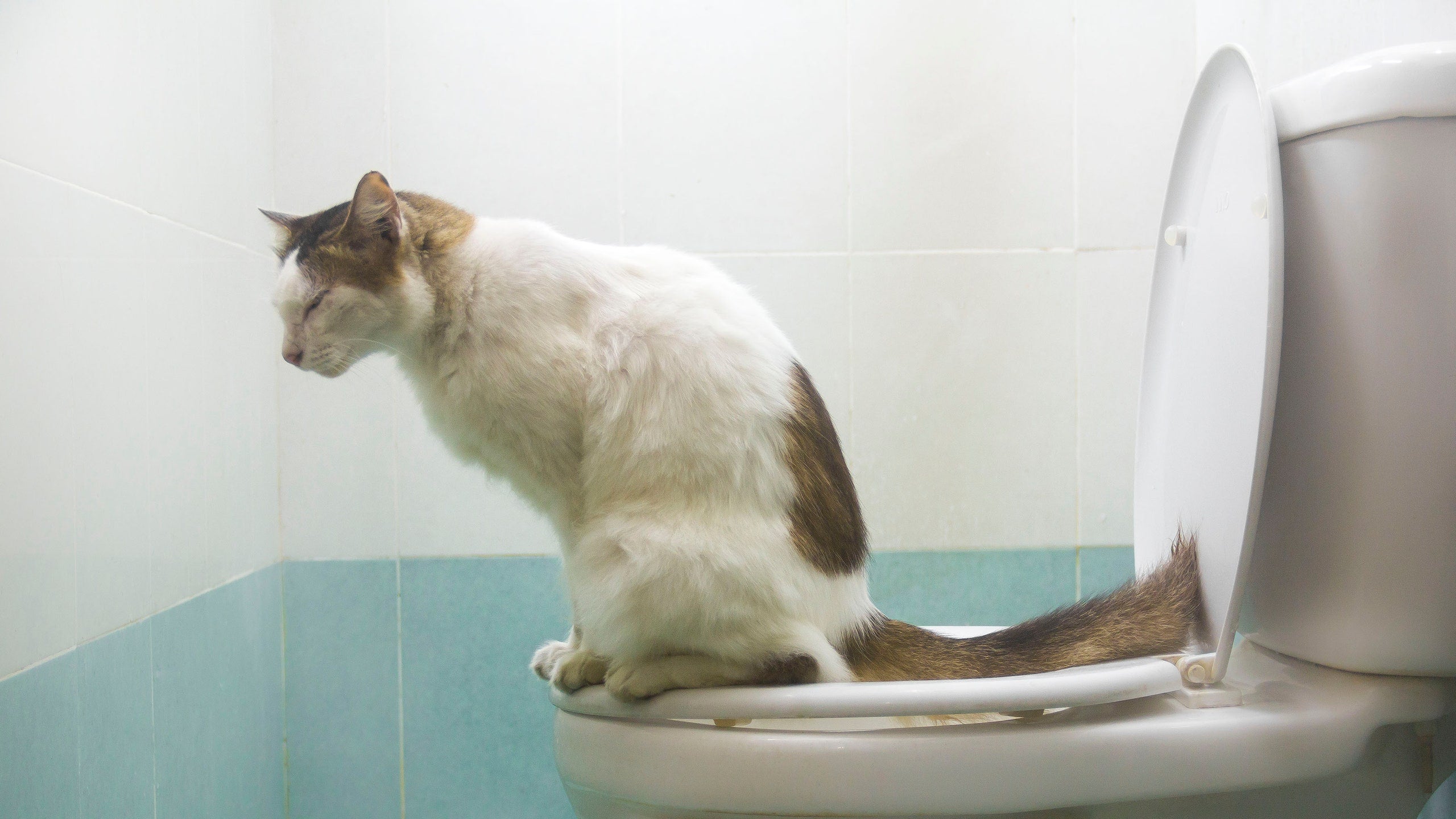 How Much Does A Self Cleaning Litter Box Cost?