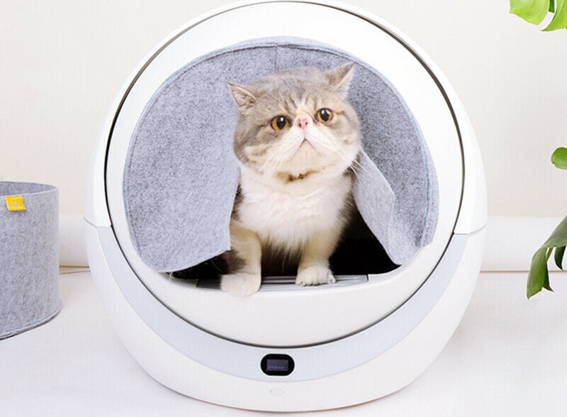 Best Affordable Automatic Cat Litter Box 2021 (Save Your Money)