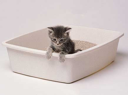 What is the Best Cat Litter?