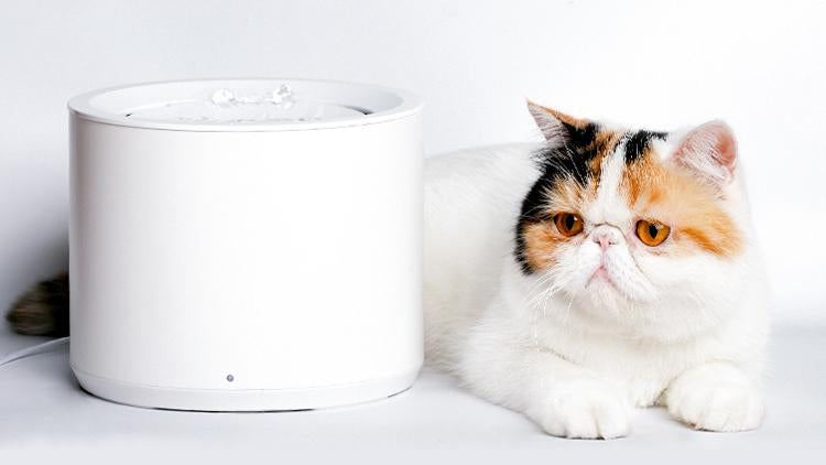 Best Automatic Pet Water Fountain For Cats & Dogs